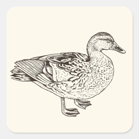Duck Sketch Vierkante Sticker (Voorkant)