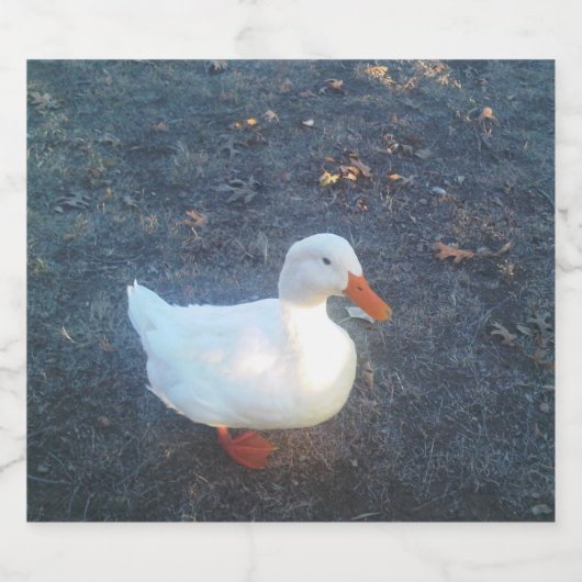 Duck Sparkling Wijnetiket (Enkel label)