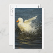 Duck Splash Briefkaart (Voorkant / Achterkant)