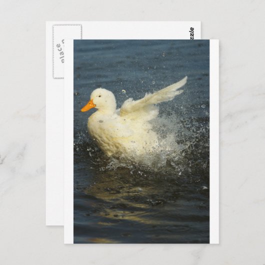 Duck Splash Briefkaart (Voorkant / Achterkant)