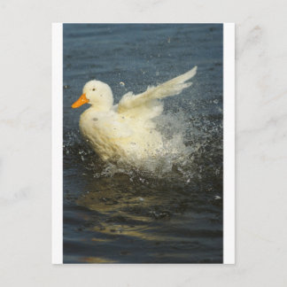 Duck Splash Briefkaart