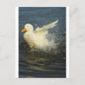 Duck Splash Briefkaart (Voorkant)