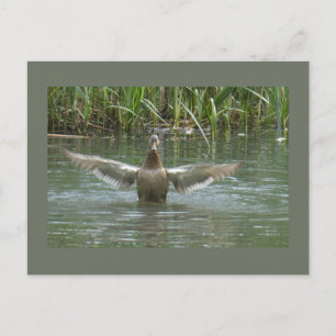 Duck Spreiding Wings DIY Briefkaart