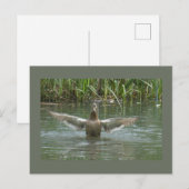 Duck Spreiding Wings DIY Briefkaart (Voorkant / Achterkant)