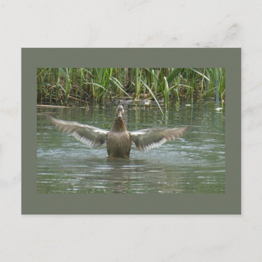 Duck Spreiding Wings DIY Briefkaart (Voorkant)