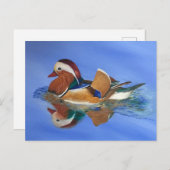 Duck Swimming JW Briefkaart (Voorkant / Achterkant)
