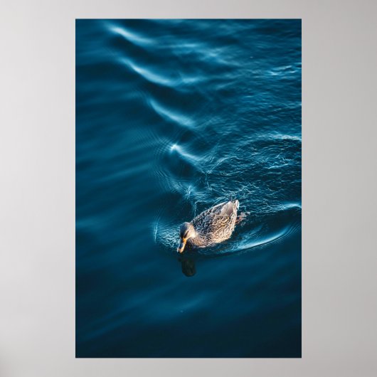 Duck Swimming Poster (Voorkant)
