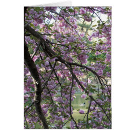 Duck Tot Cherry Blossom