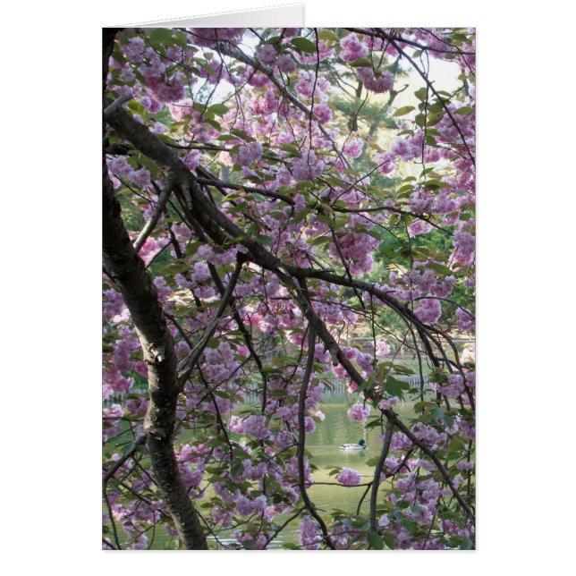 Duck Tot Cherry Blossom (Voorkant)