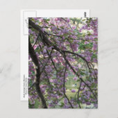 Duck Tot Cherry Blossom Briefkaart (Voorkant / Achterkant)