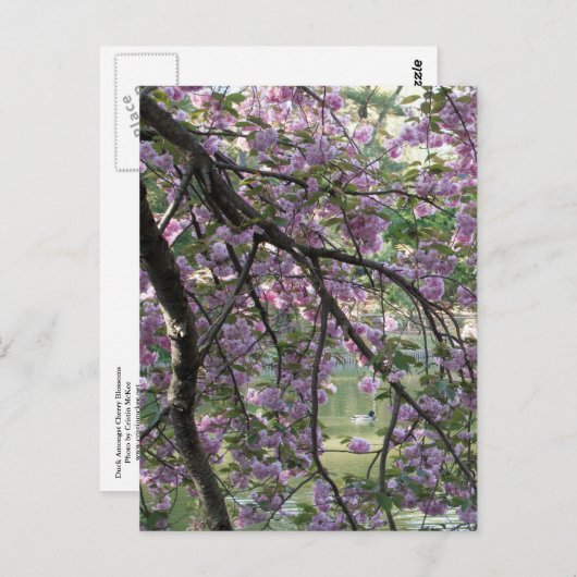 Duck Tot Cherry Blossom Briefkaart (Voorkant / Achterkant)