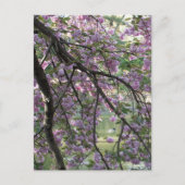 Duck Tot Cherry Blossom Briefkaart (Voorkant)