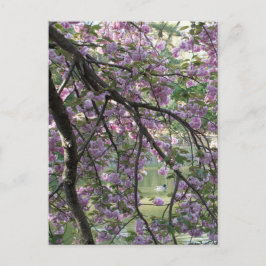 Duck Tot Cherry Blossom Briefkaart