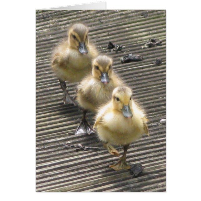 Duck Visitors (Voorkant)