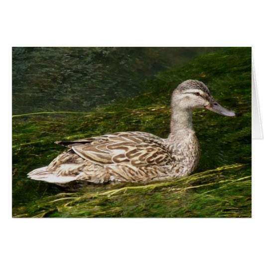 Duck Wenskaart (Voorkant Horizontaal)