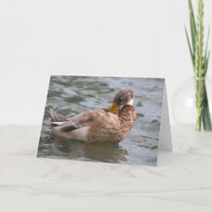 Duck Wenskaart Kaart