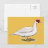 Duck White Muscovy Briefkaart (Voorkant / Achterkant)