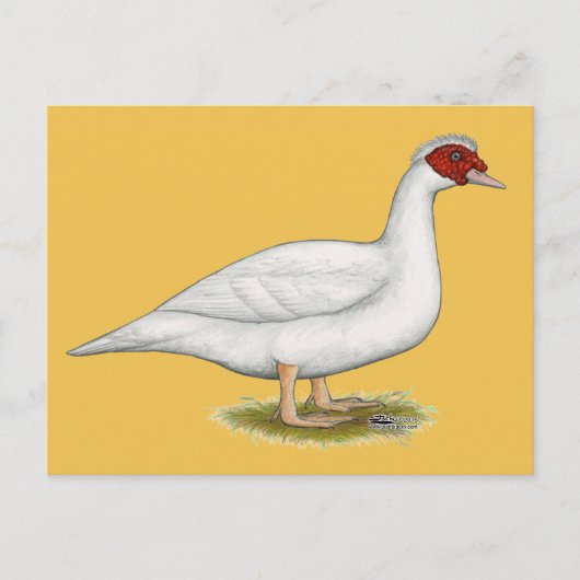 Duck White Muscovy Briefkaart (Voorkant)