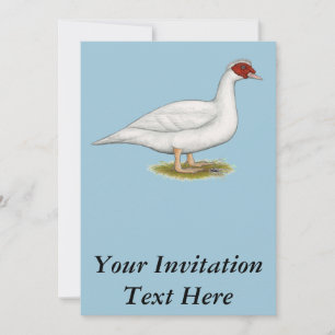 Duck White Muscovy Kaart