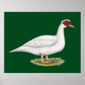 Duck White Muscovy Poster (Voorkant)