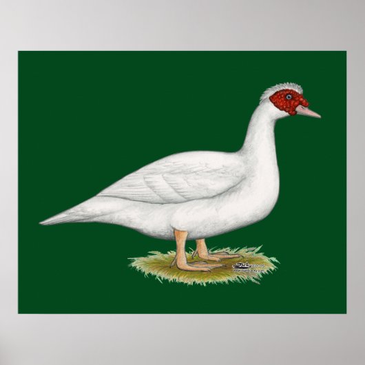 Duck White Muscovy Poster (Voorkant)