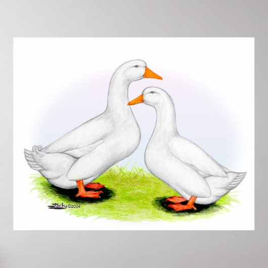Duck:  White Pekins Poster (Voorkant)