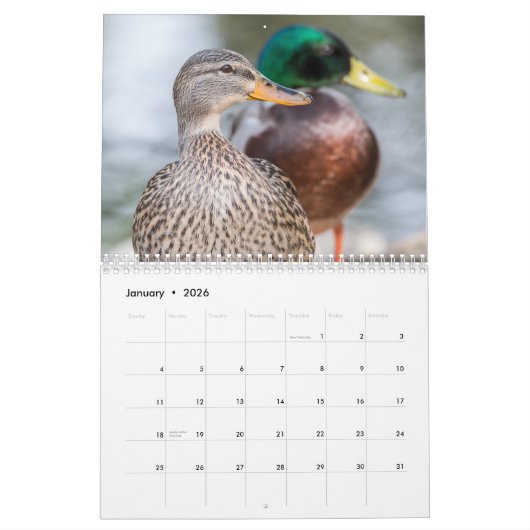 Duck Wildlife Fotografie Kalender (Jan 2026)