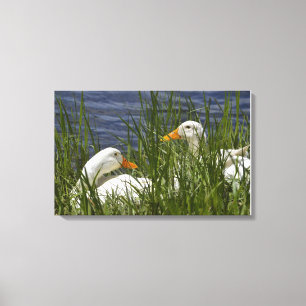 Duck Wrapped Canvas Afdruk