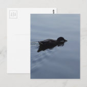 Duck zwemmen in Lake, Natuur Bird Wildlife Blue Briefkaart (Voorkant / Achterkant)