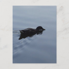 Duck zwemmen in Lake, Natuur Bird Wildlife Blue Briefkaart