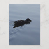 Duck zwemmen in Lake, Natuur Bird Wildlife Blue Briefkaart (Voorkant)