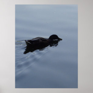 Duck zwemmen in Lake Poster