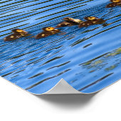 Duck zwemt met haar slangen poster (Hoek)