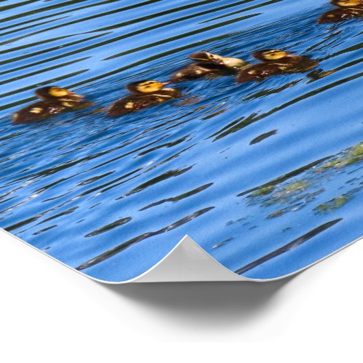 Duck zwemt met haar slangen poster (Hoek)