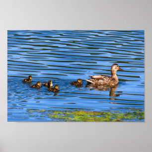 Duck zwemt met haar slangen poster