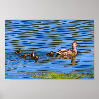 Duck zwemt met haar slangen poster