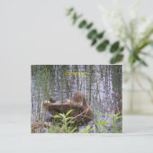 Duck zwemt op een vijver briefkaart (Staand voorkant)