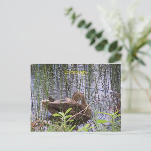 Duck zwemt op een vijver briefkaart (Staand voorkant)