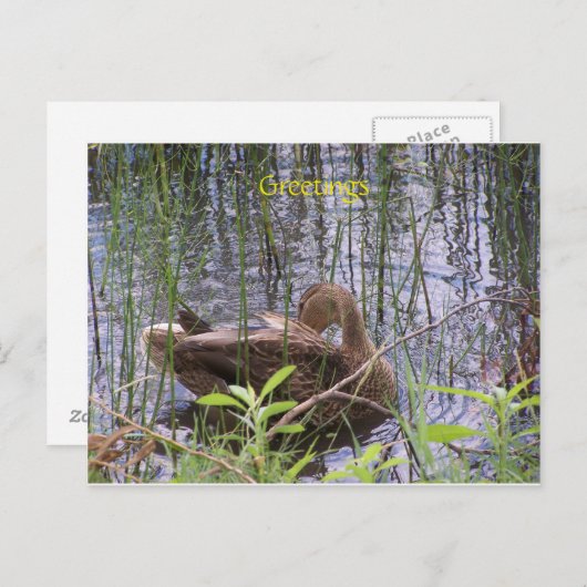 Duck zwemt op een vijver briefkaart (Voorkant / Achterkant)