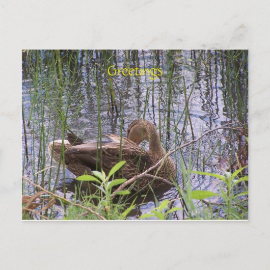 Duck zwemt op een vijver briefkaart (Voorkant)