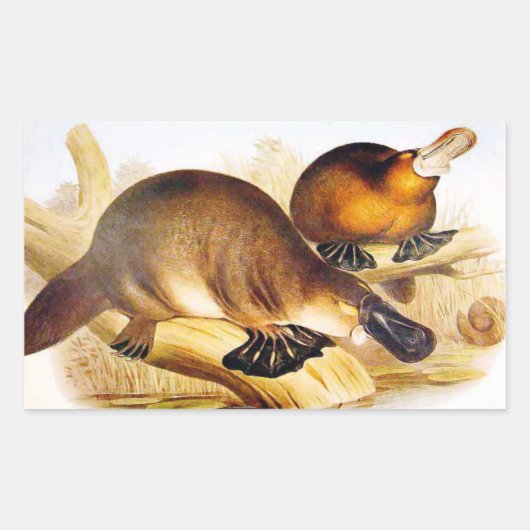 "Duckbilling Platypus" Rechthoekige Sticker (Voorkant)