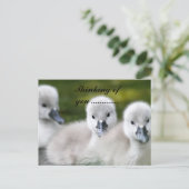 duckies  briefkaart (Staand voorkant)