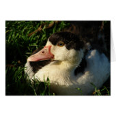 Ducking (Voorkant Horizontaal)