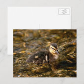 Ducking Briefkaart (Voorkant / Achterkant)