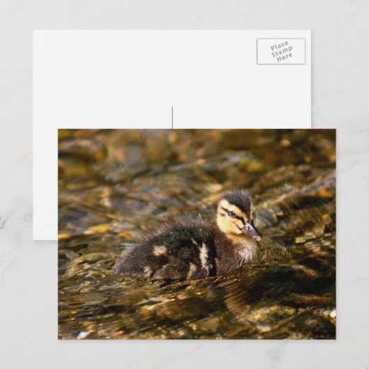 Ducking Briefkaart (Voorkant / Achterkant)