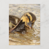 Ducking Briefkaart (Voorkant)