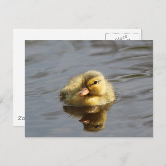 Ducking Briefkaart (Voorkant / Achterkant)