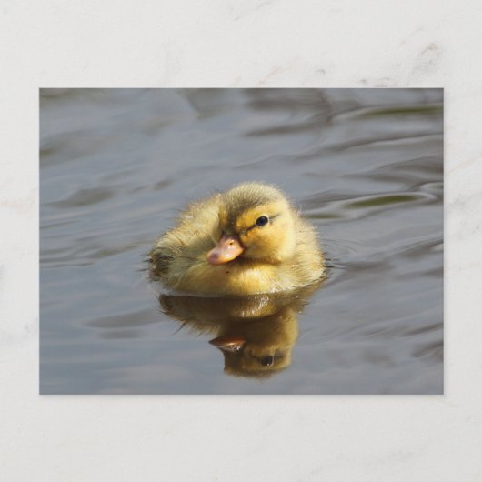 Ducking Briefkaart (Voorkant)