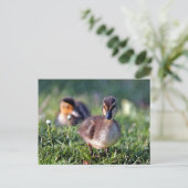 Ducking Briefkaart (Staand voorkant)