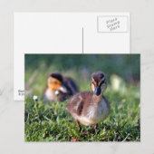Ducking Briefkaart (Voorkant / Achterkant)